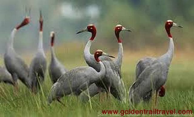 Cambodia Bird Watching Tmartboey Ibis 3 Days